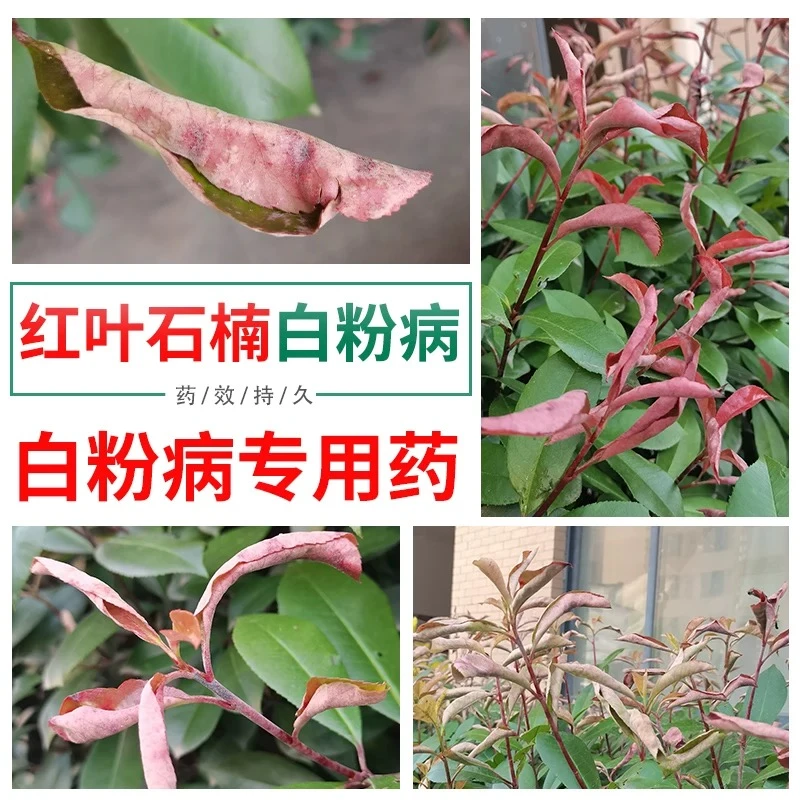 红叶石楠卷叶白粉病专用杀菌剂炭疽叶斑病农药绿篱小苗卷叶皱缩叶