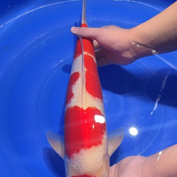 锦鲤板井四段红白专拍