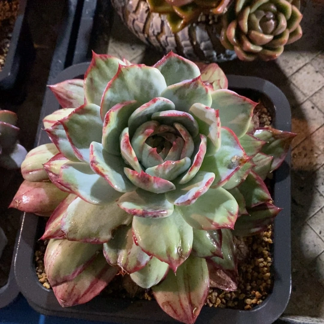 惊鸿仙子一物一拍