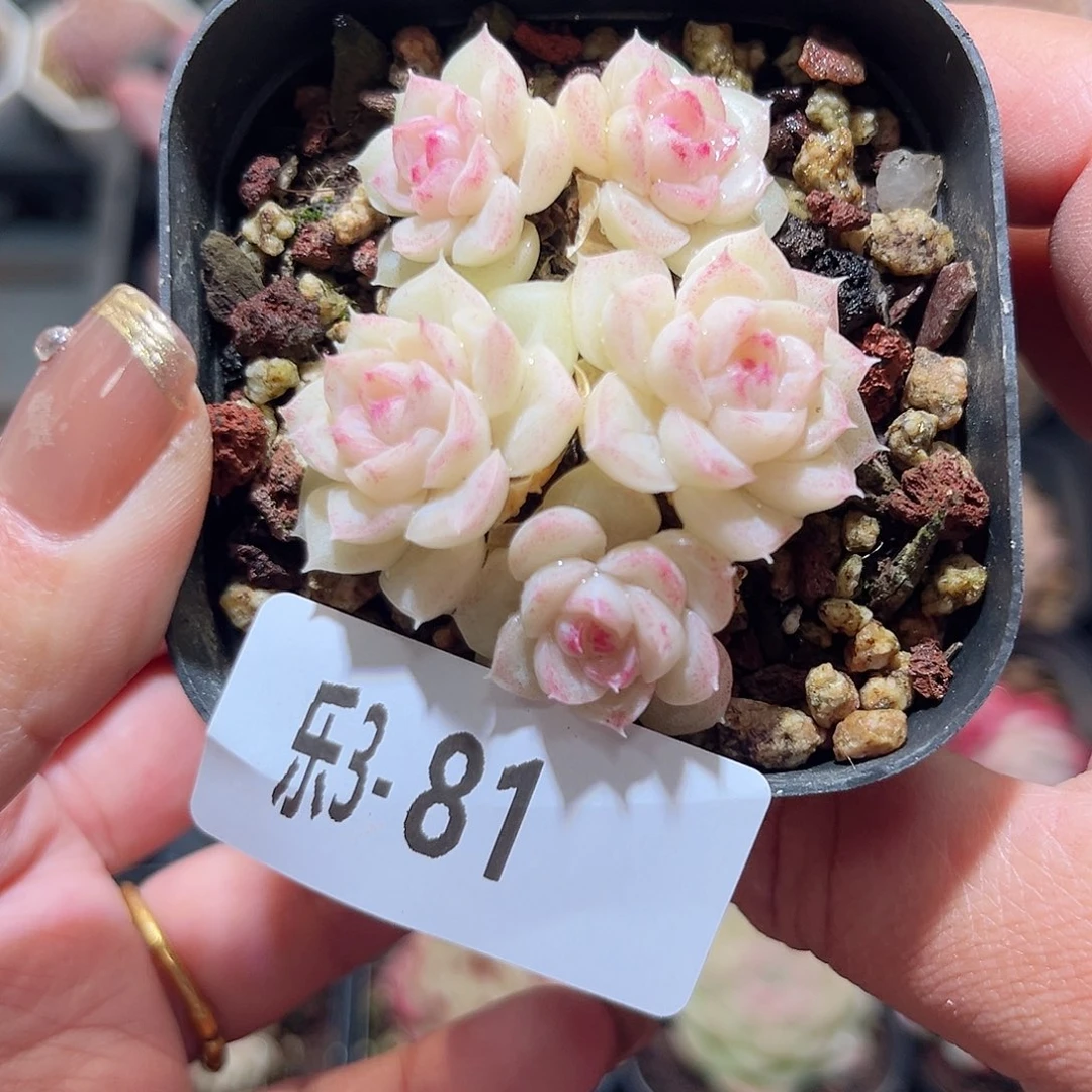 乐3-81 白天鹅群不包整