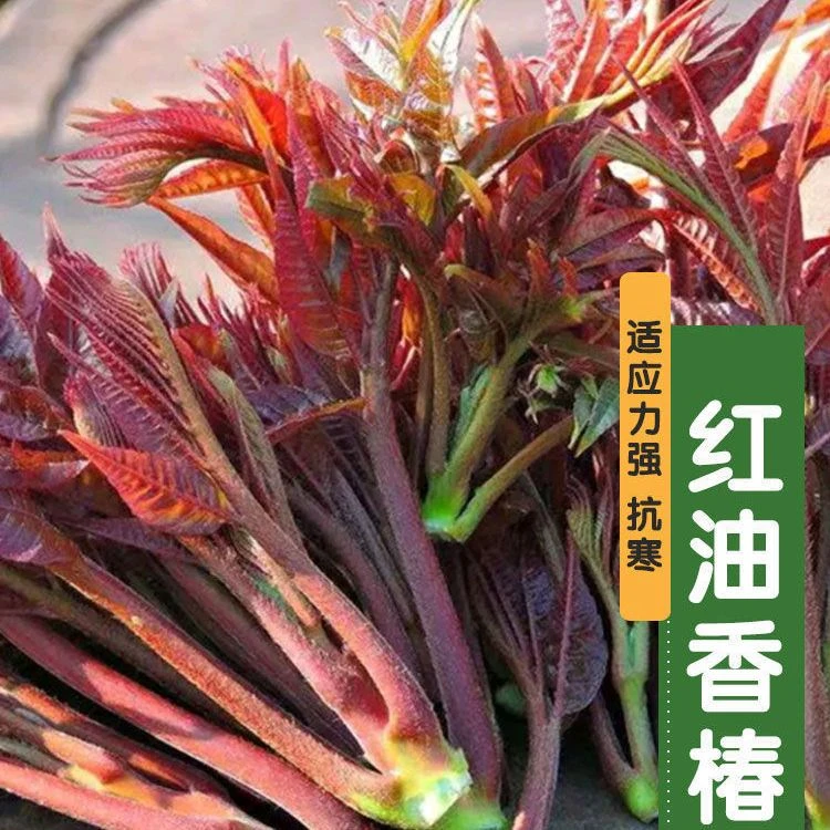 F141红油香椿种子四季播耐寒抗旱适应性强味香树上蔬菜芽菜营养菜