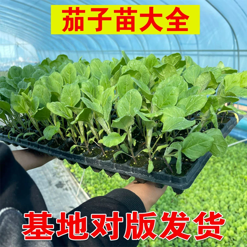 高产茄子秧苗紫长茄子苗黑长茄苗杭茄苗紫圆茄苗青茄苗白茄苗盆栽