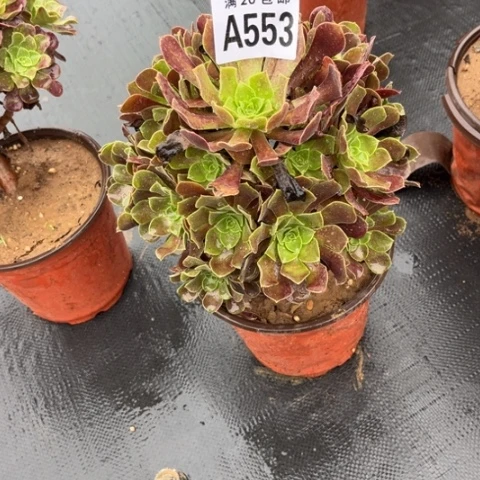 553欧紫不包断枝