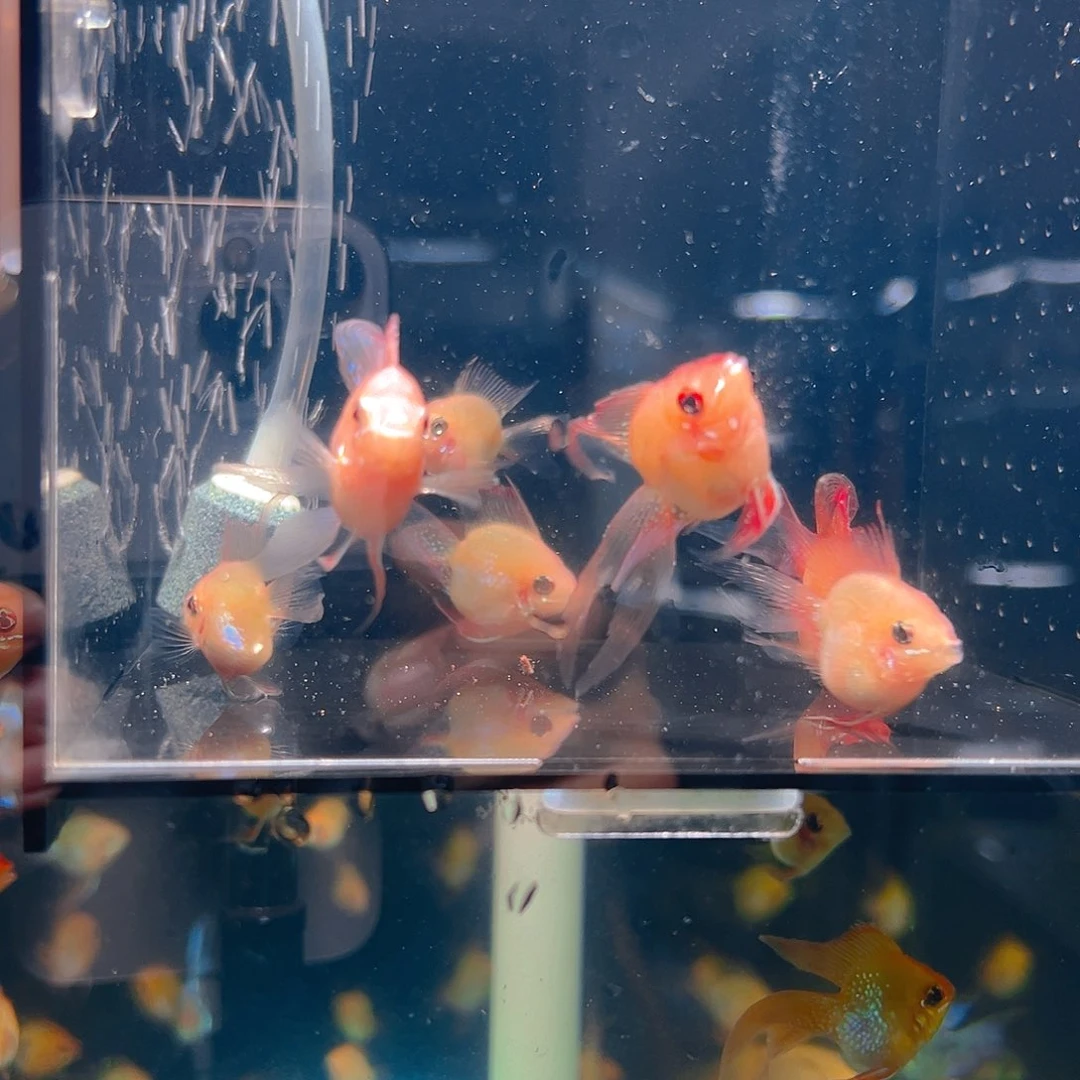 短鲷鱼练手金波子六条