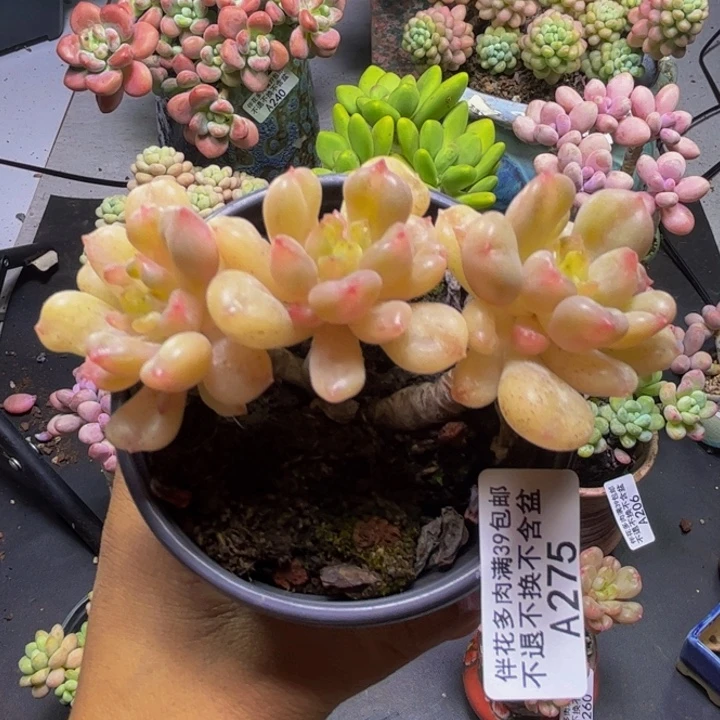 比尔盖茨275-9cm多肉