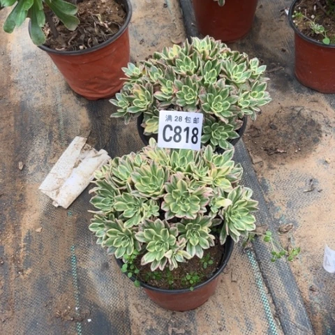 818甜茶不包断枝