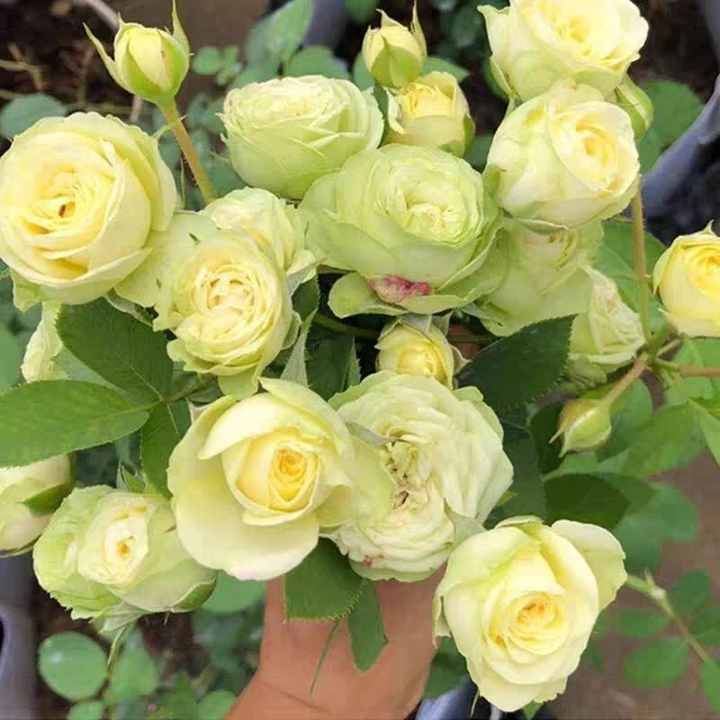 奶油龙沙宝石多头丰花月季超抗病丰花微型微月阳台鲜花玫瑰中苗