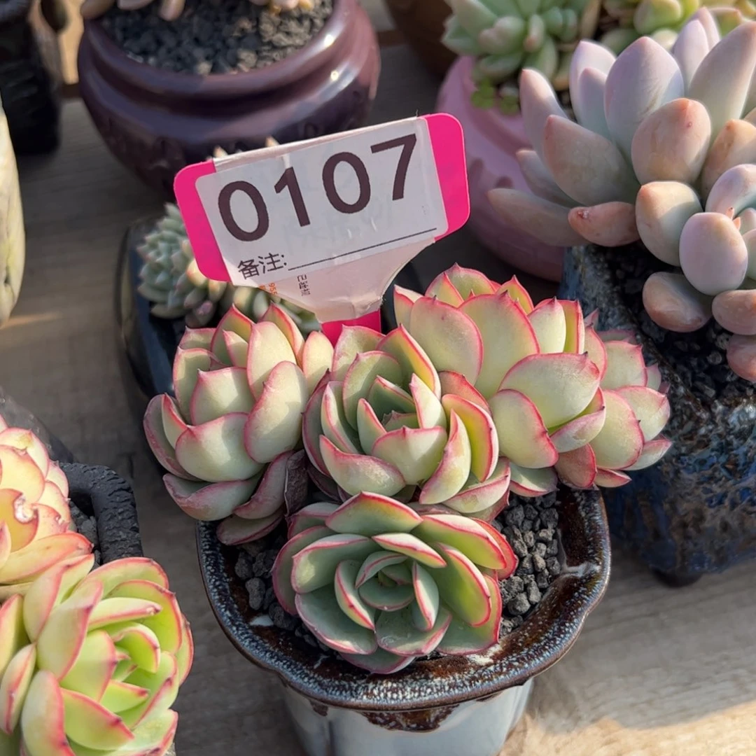 牡丹亭群多肉植物