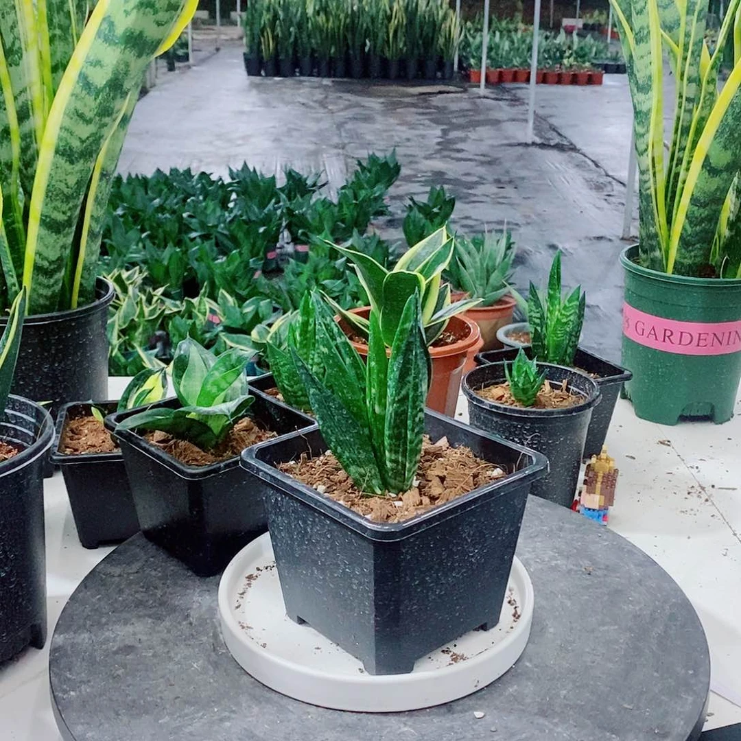 ✨*✨星辰➕贝壳，带盆发货