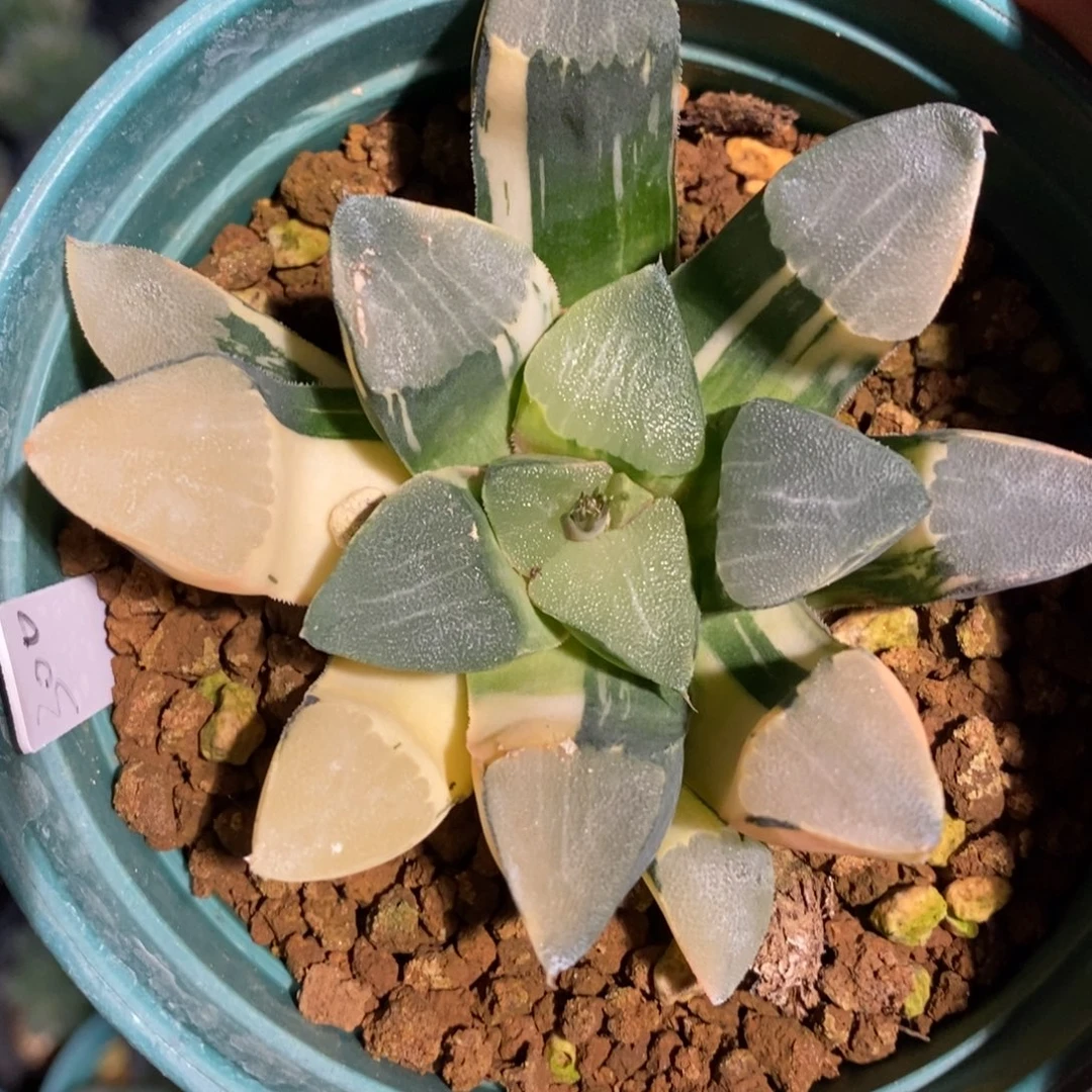 实生克锦一颗 元旦新粉福利