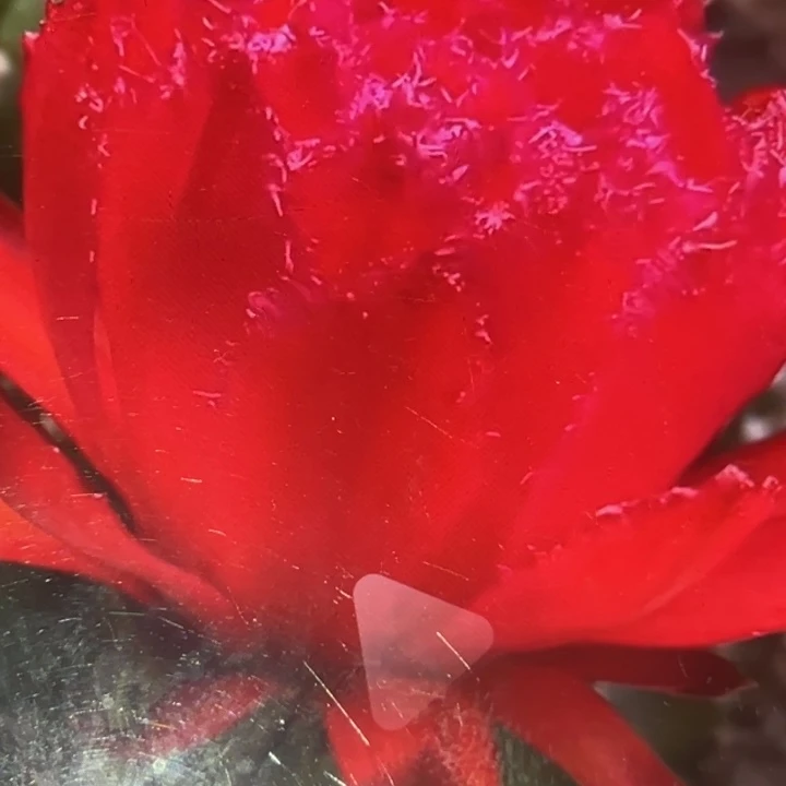 清清红红火火根瑕疵干皮黑点