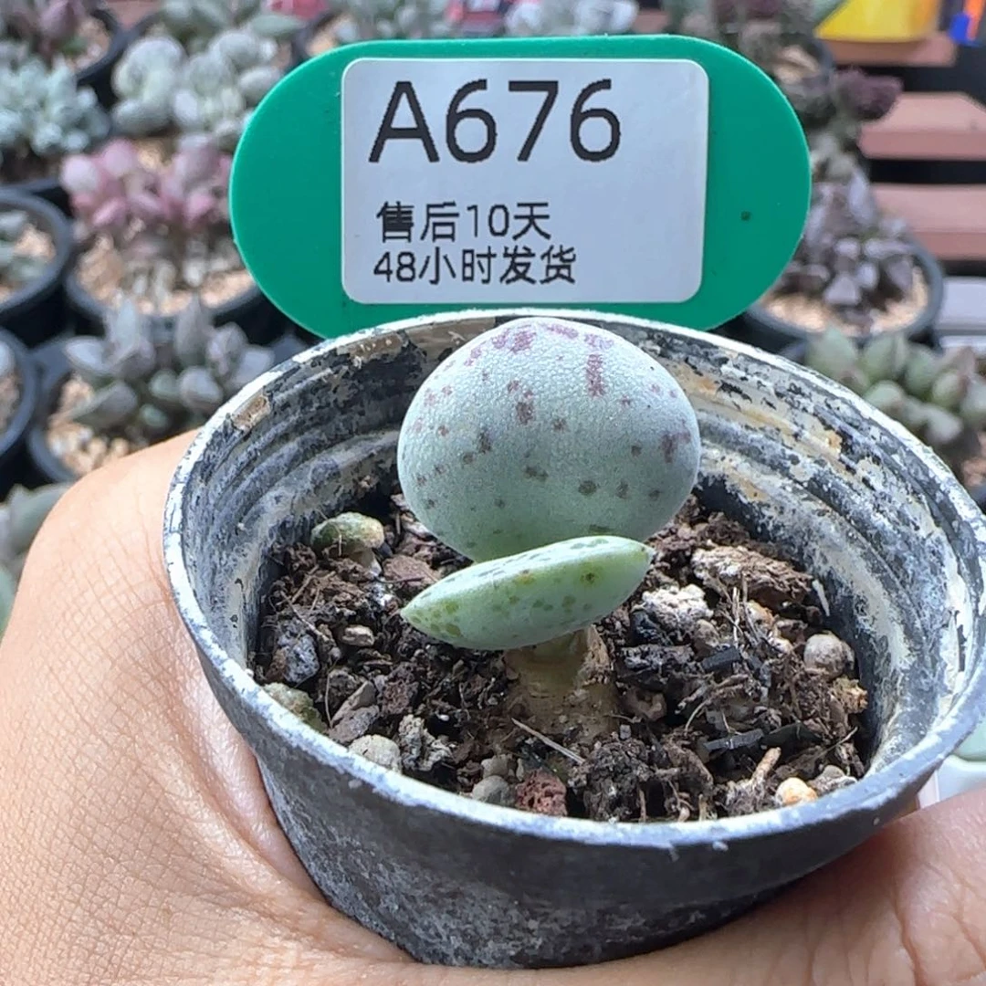 音****福利。   676。