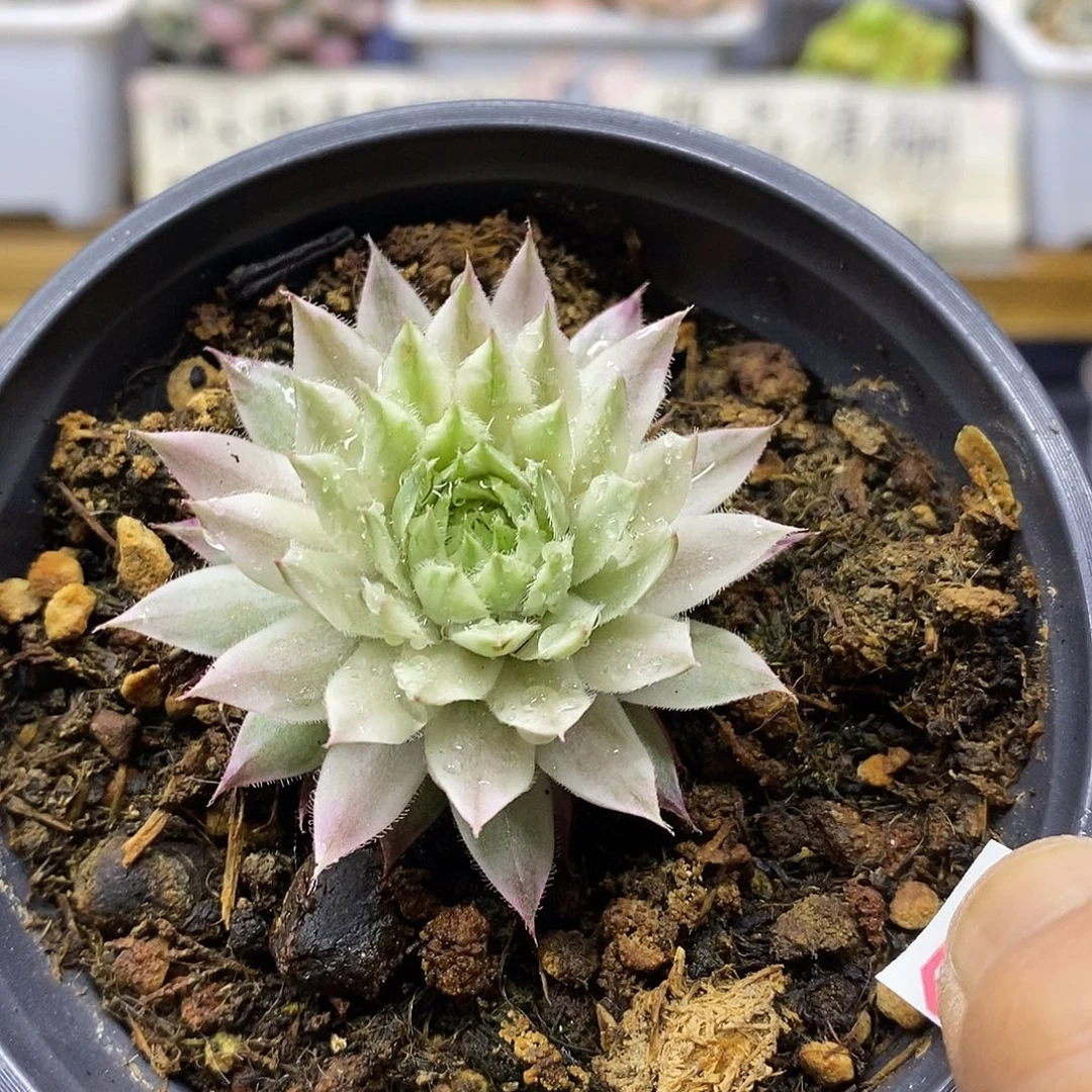 1041 长生草白覆轮锦