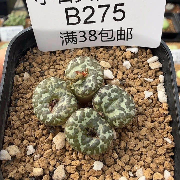 泡泡安贞4头 带盆发