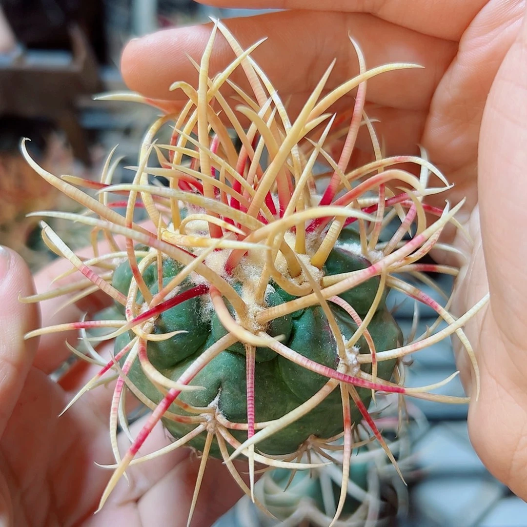 苗接无根绯冠龙含刺8.5公分