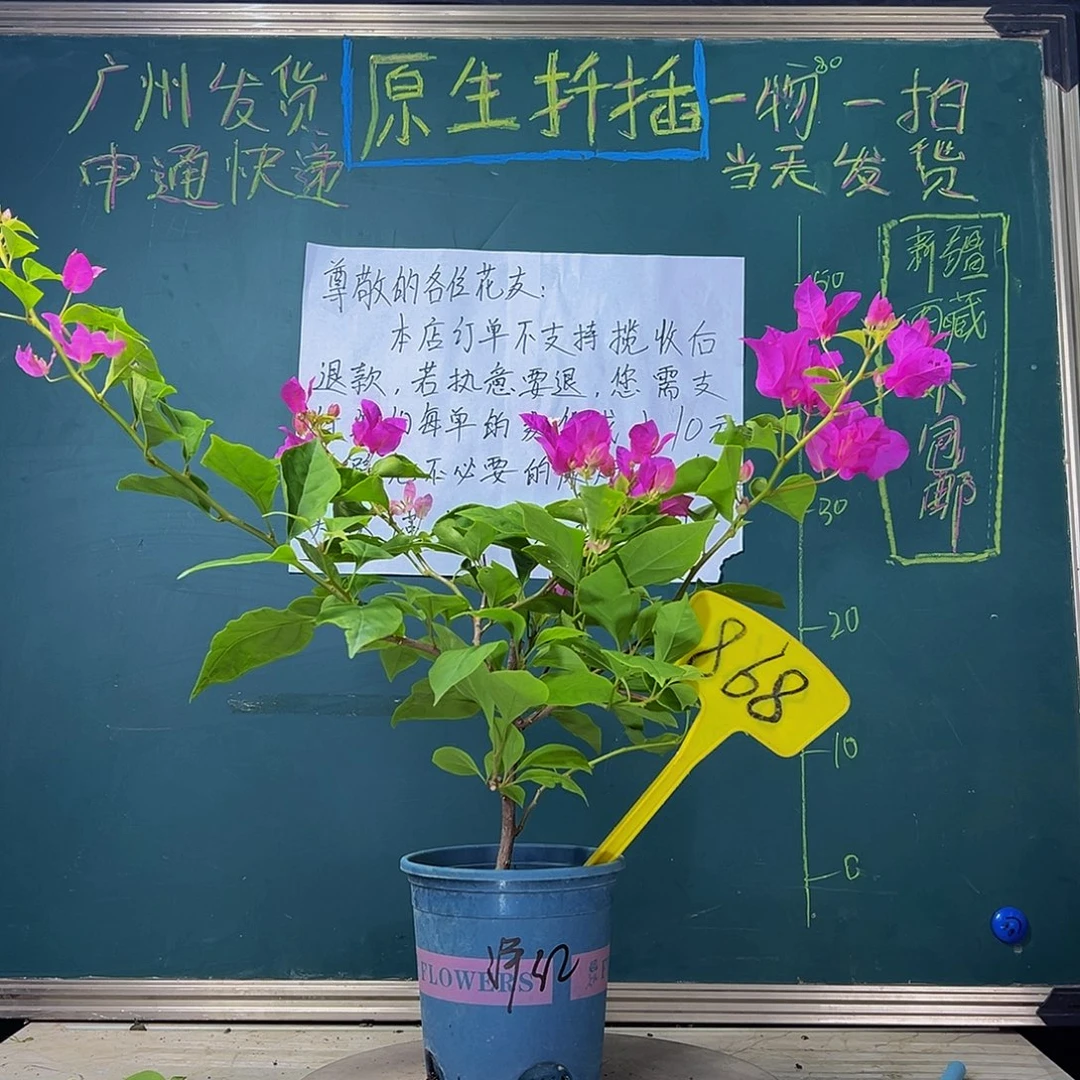当前无花栽培后可以开花 福利 洋红公主 868