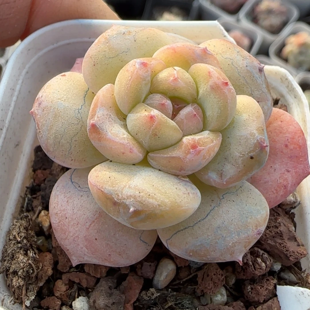 多肉小卡拉米糖心一物一拍