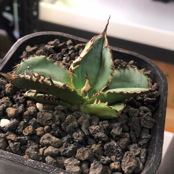 地勇星仁王冠龙舌兰顶芽有根