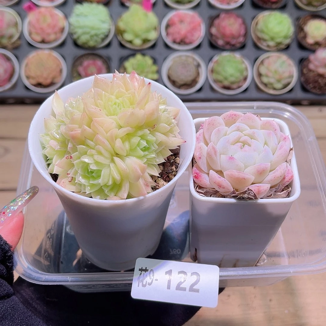 花利美9-122麦秆➕明月心