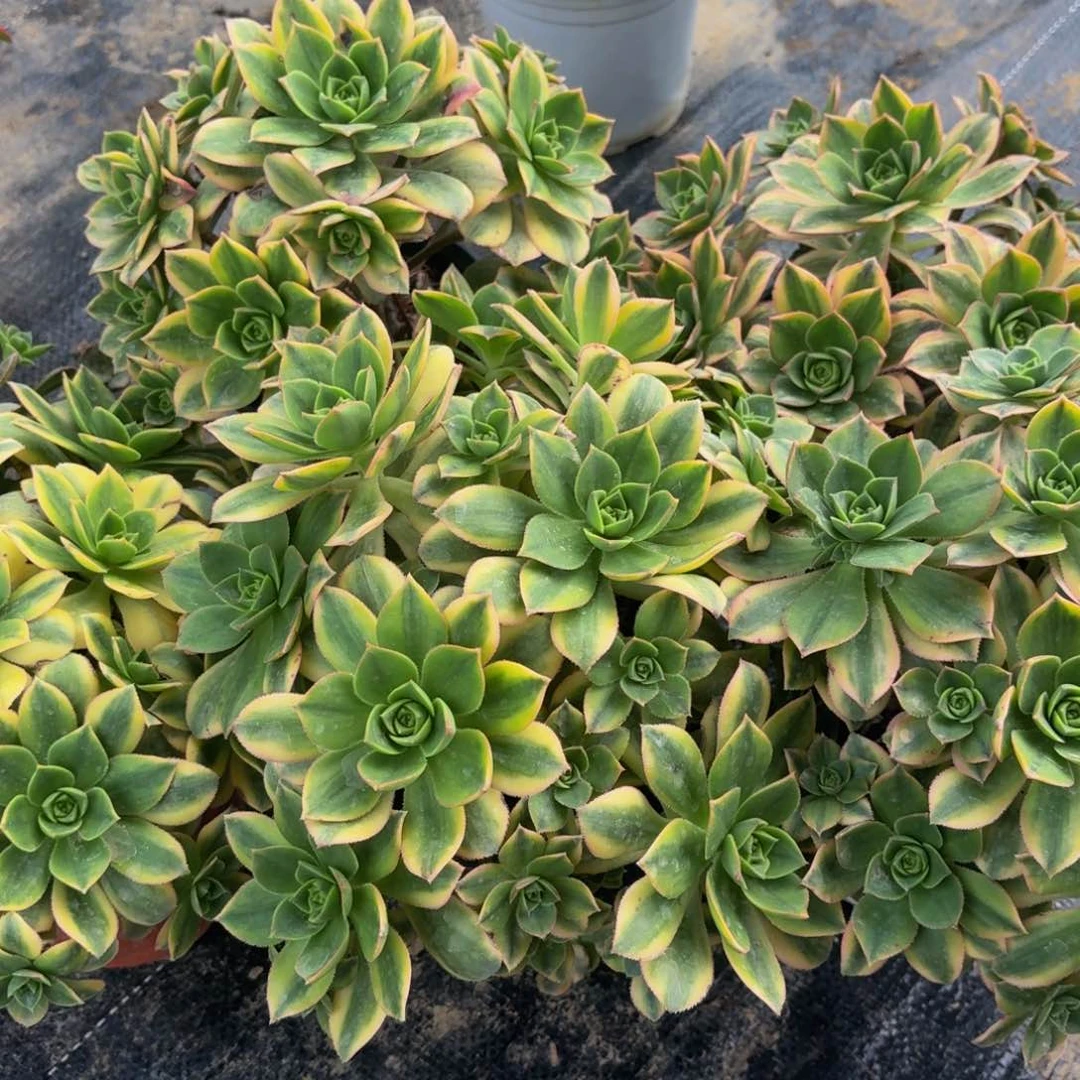 星爆多肉植物捧花的