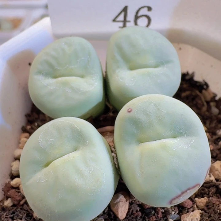 46。