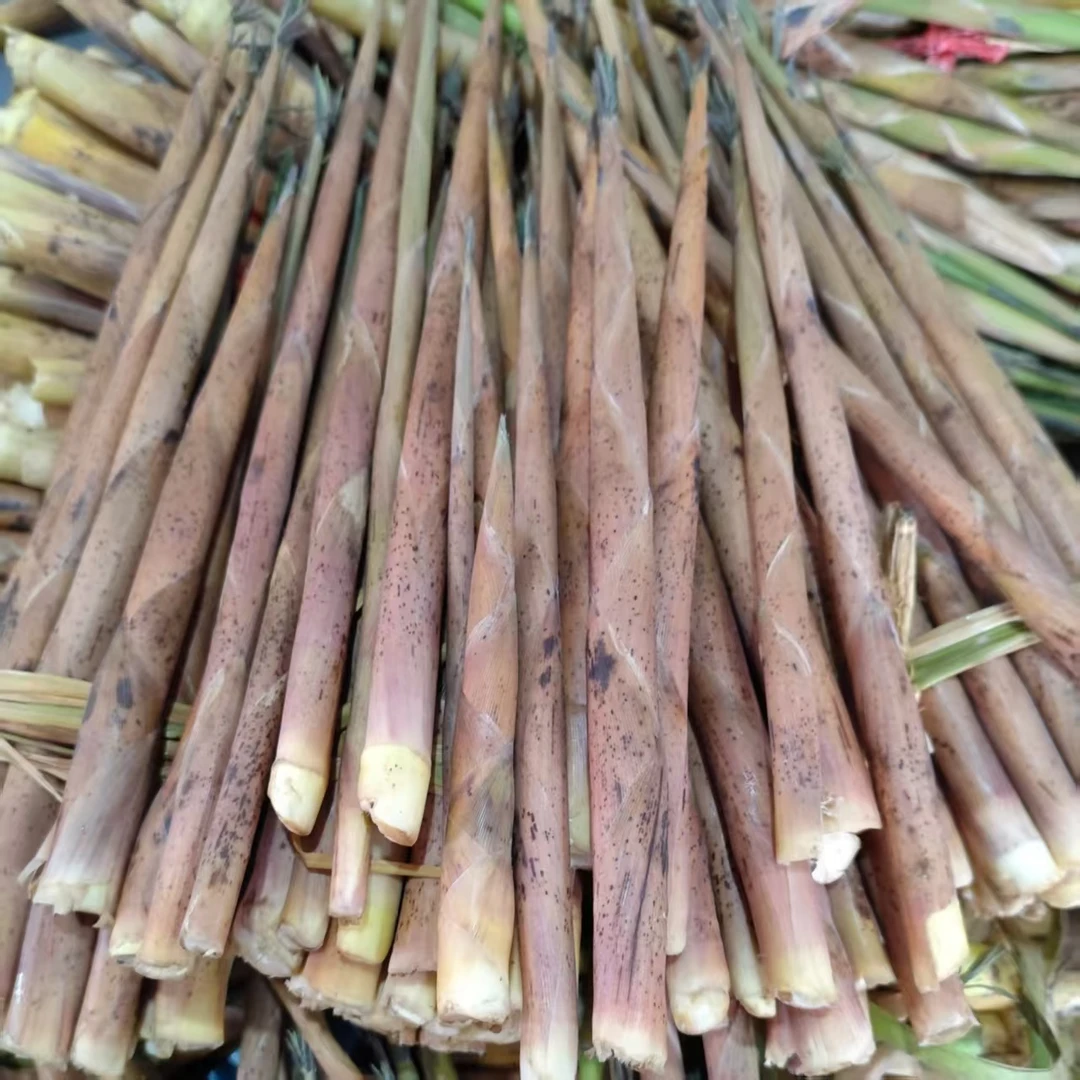 广西桂林全州本地新鲜现挖甜竹笋带壳春笋脆嫩蔬菜可口野生小竹笋