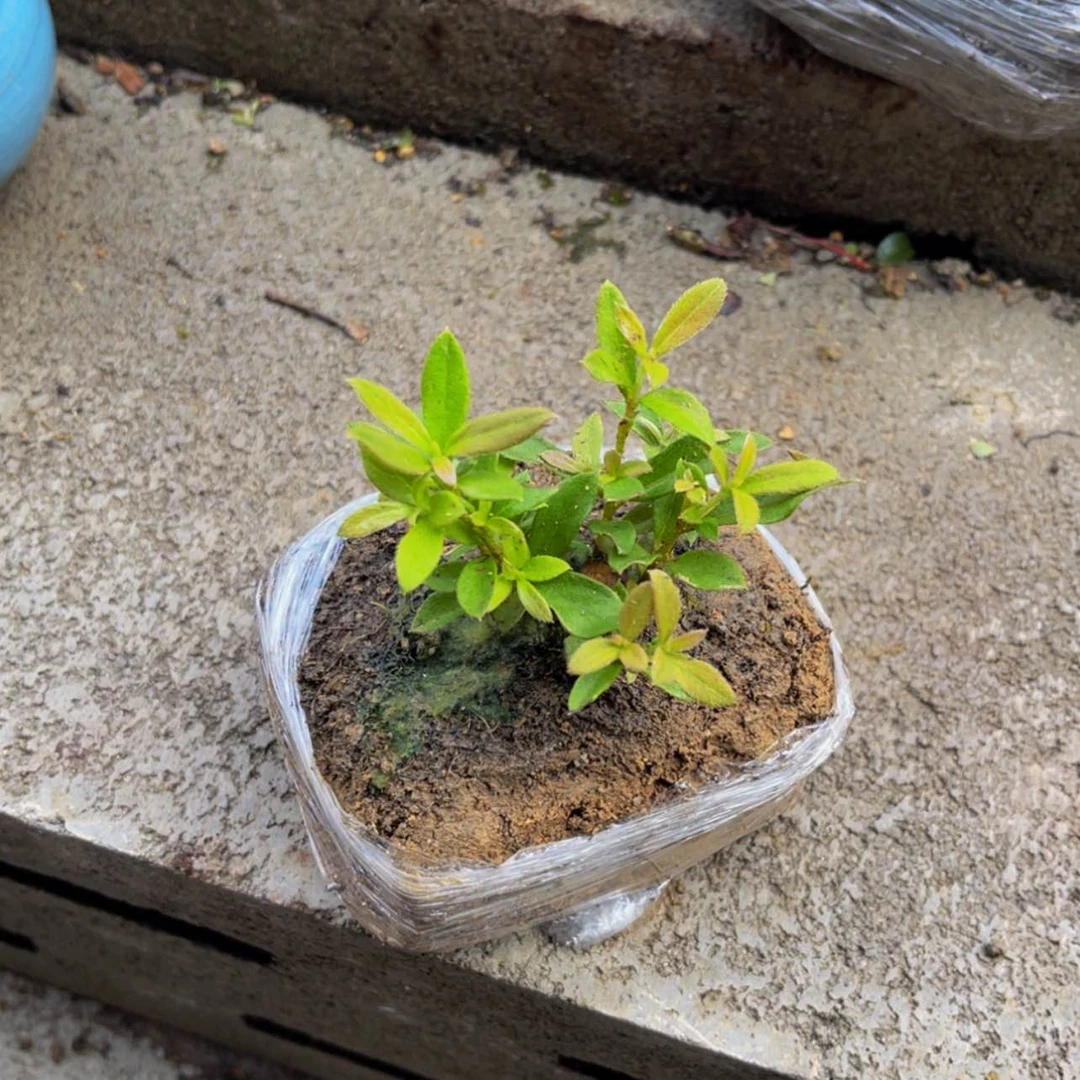 【闪购商品】无花朵江*岚