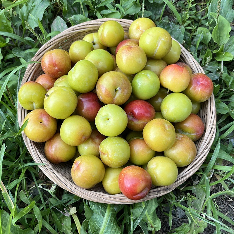 [现摘现发]广西三月李子果酸嘢新鲜当季孕妇水果酸甜爽口四月李