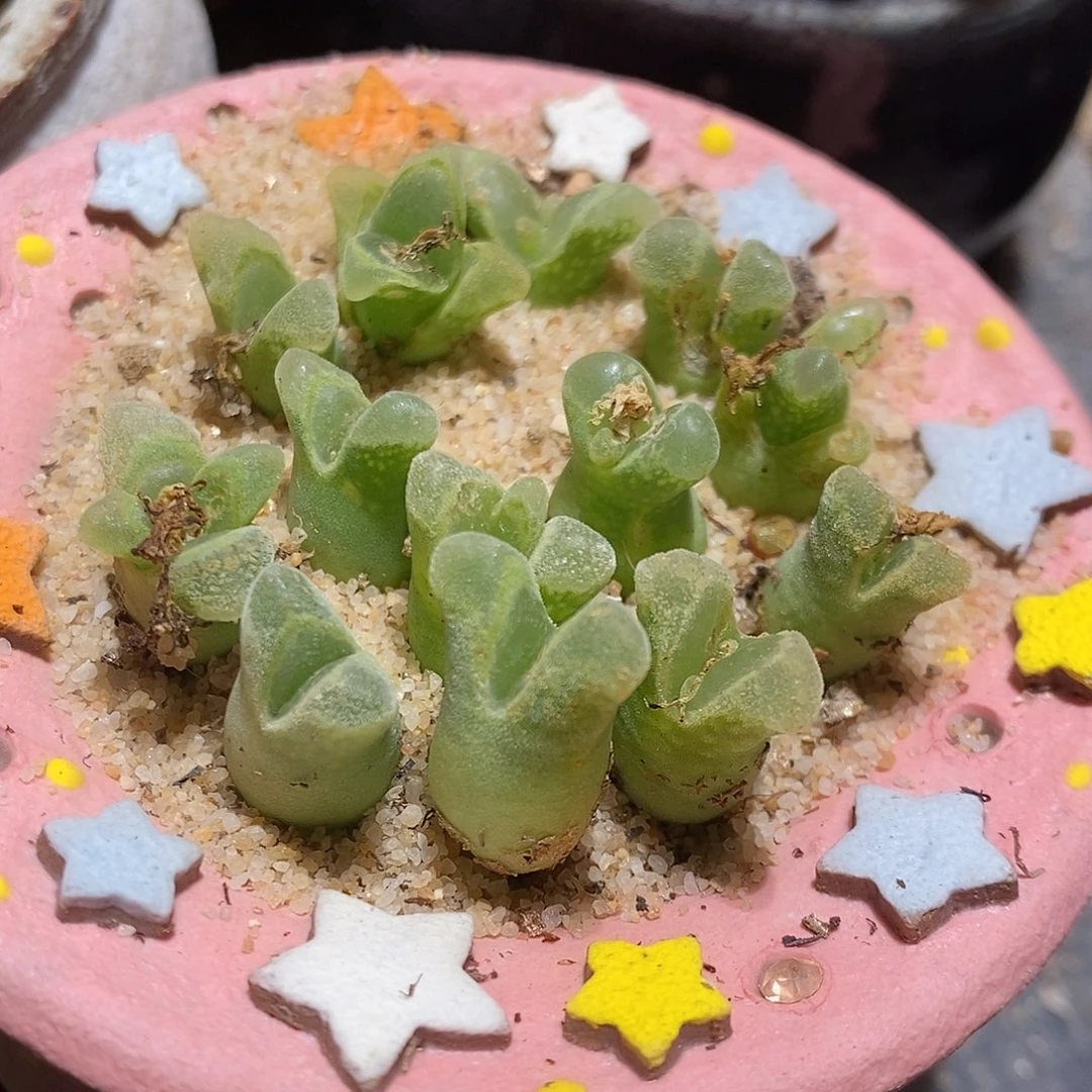 十颗奶瓶风铃。