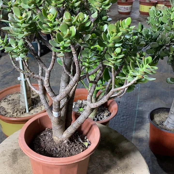 明姬红花月一物一拍11