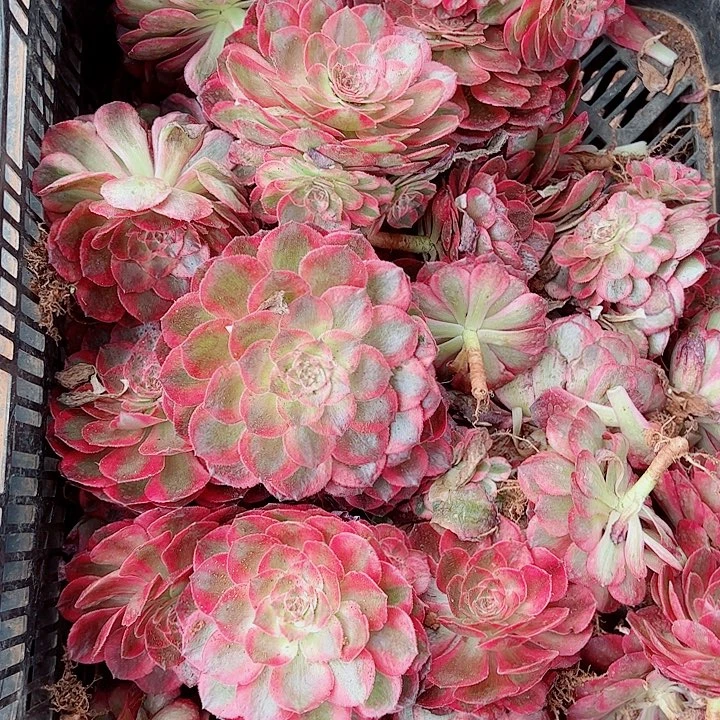 红花郎单头多肉植物大战