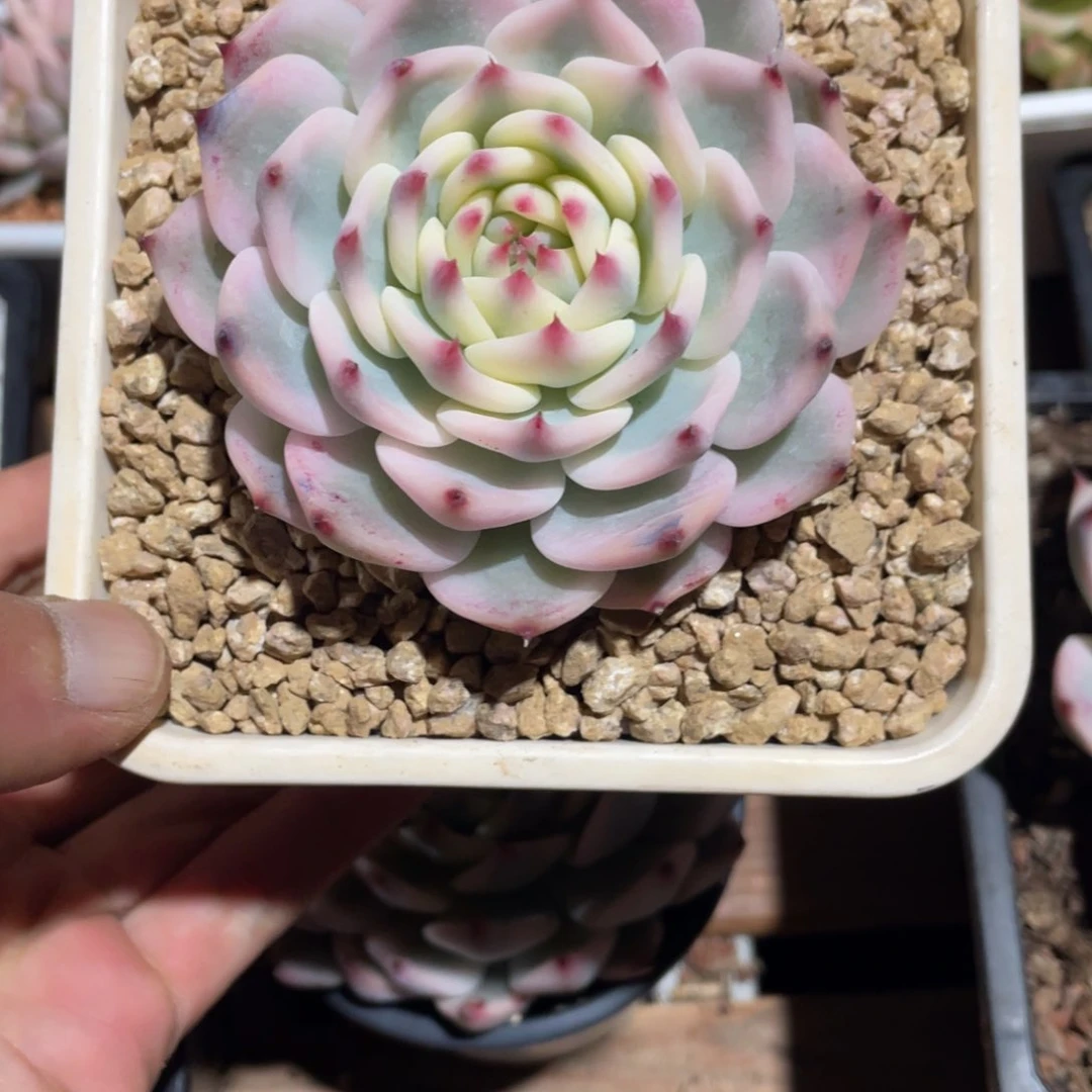 拾*@淘多肉吉娃娃锦一个