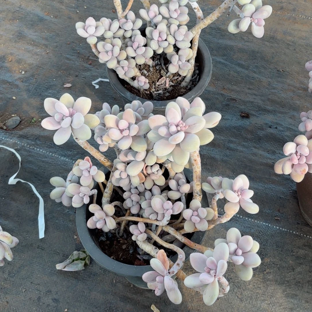 是****?桃蛋16-20。