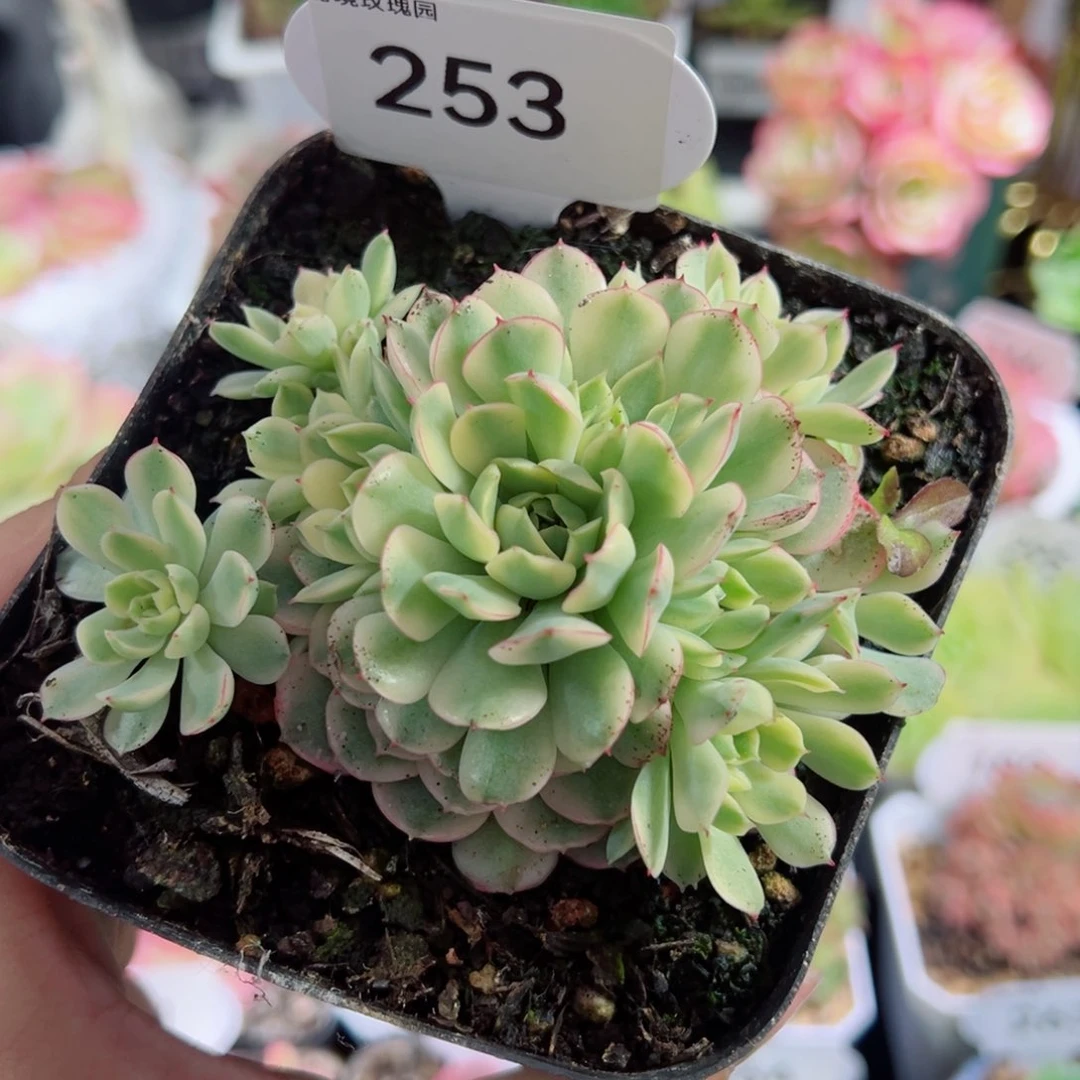 253梦幻玫瑰锦。         