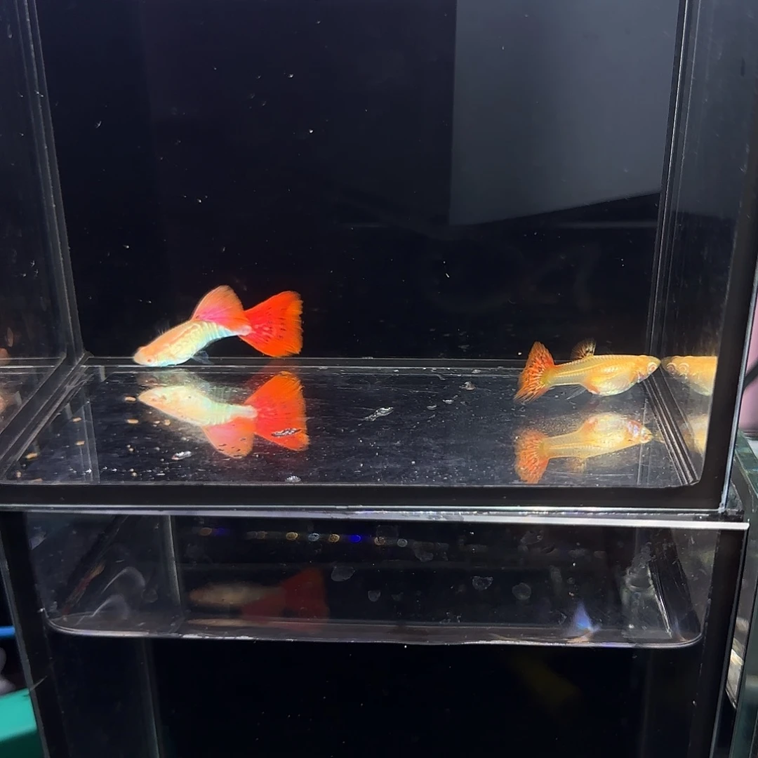 孔雀鱼蛇纹红尾一对