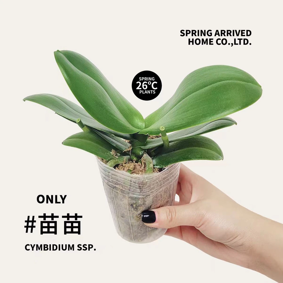 随机一颗花后苗情