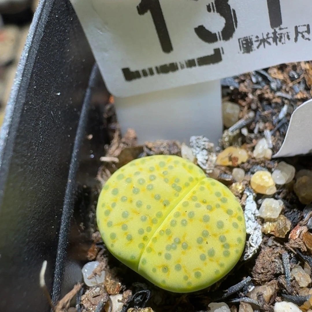 Ssss精品生石花131