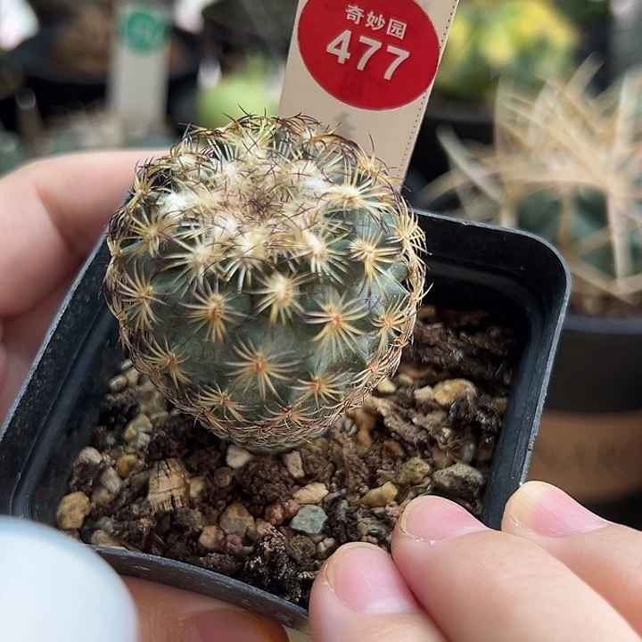 实生伊莎贝拉娇丽4cm