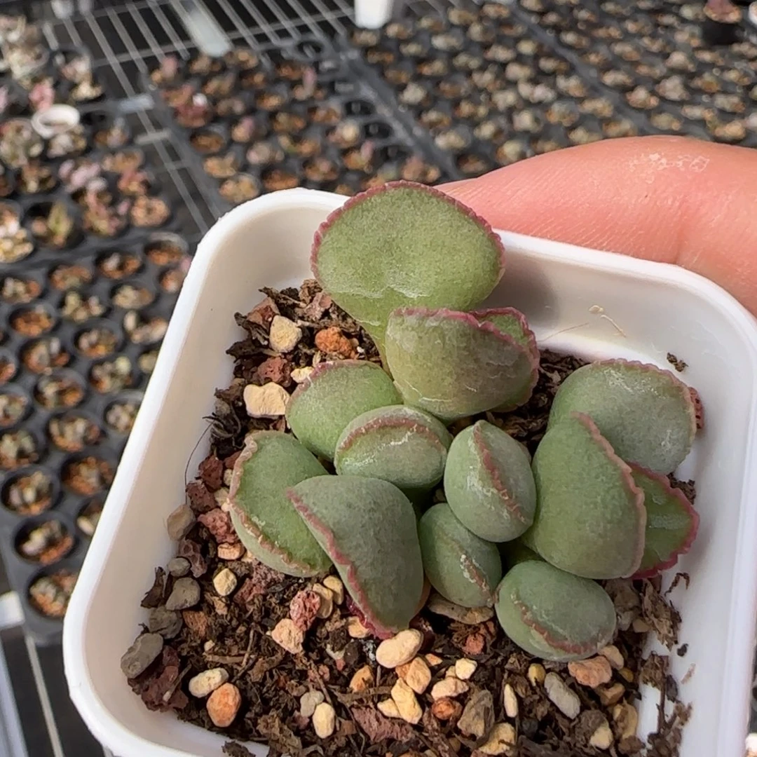 凯***瑞谷雨水泡多肉植物