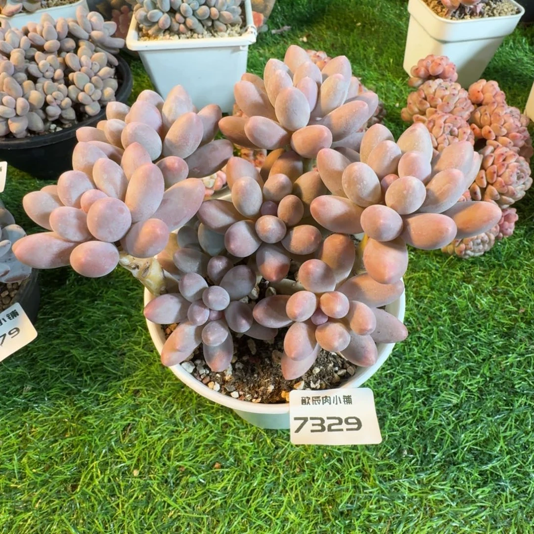 多肉植物汤圆群7329