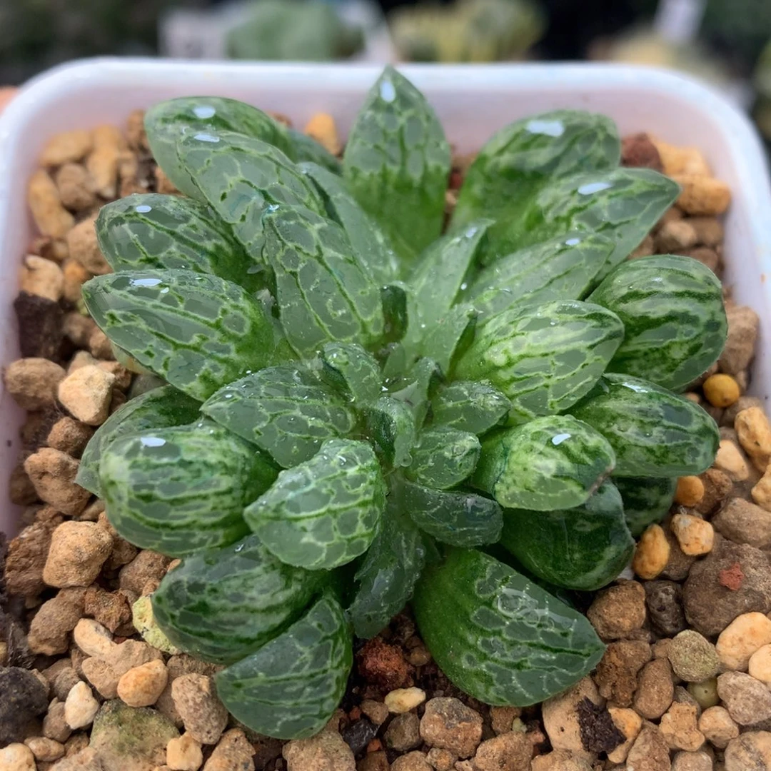 生生不息坠化，带盆一起