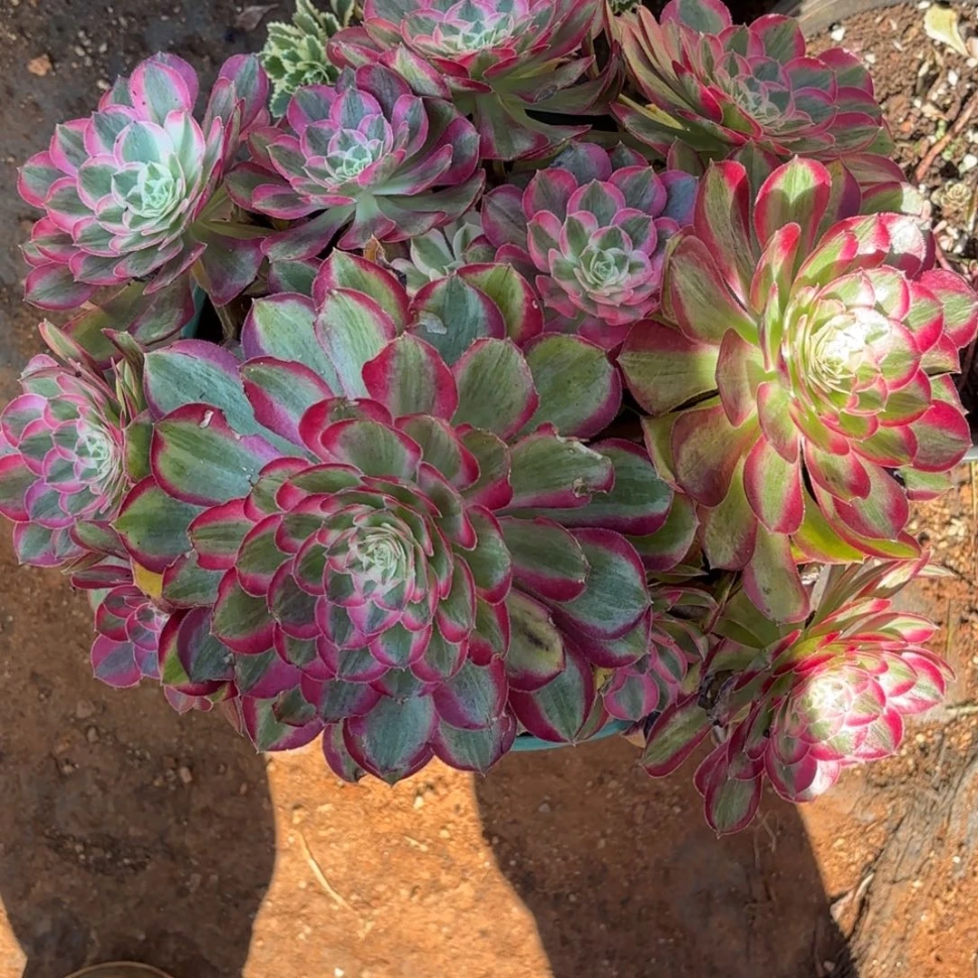 云南多肉植物孔雀翎