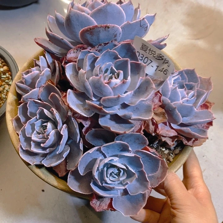 夏悦多肉 0307-146pink