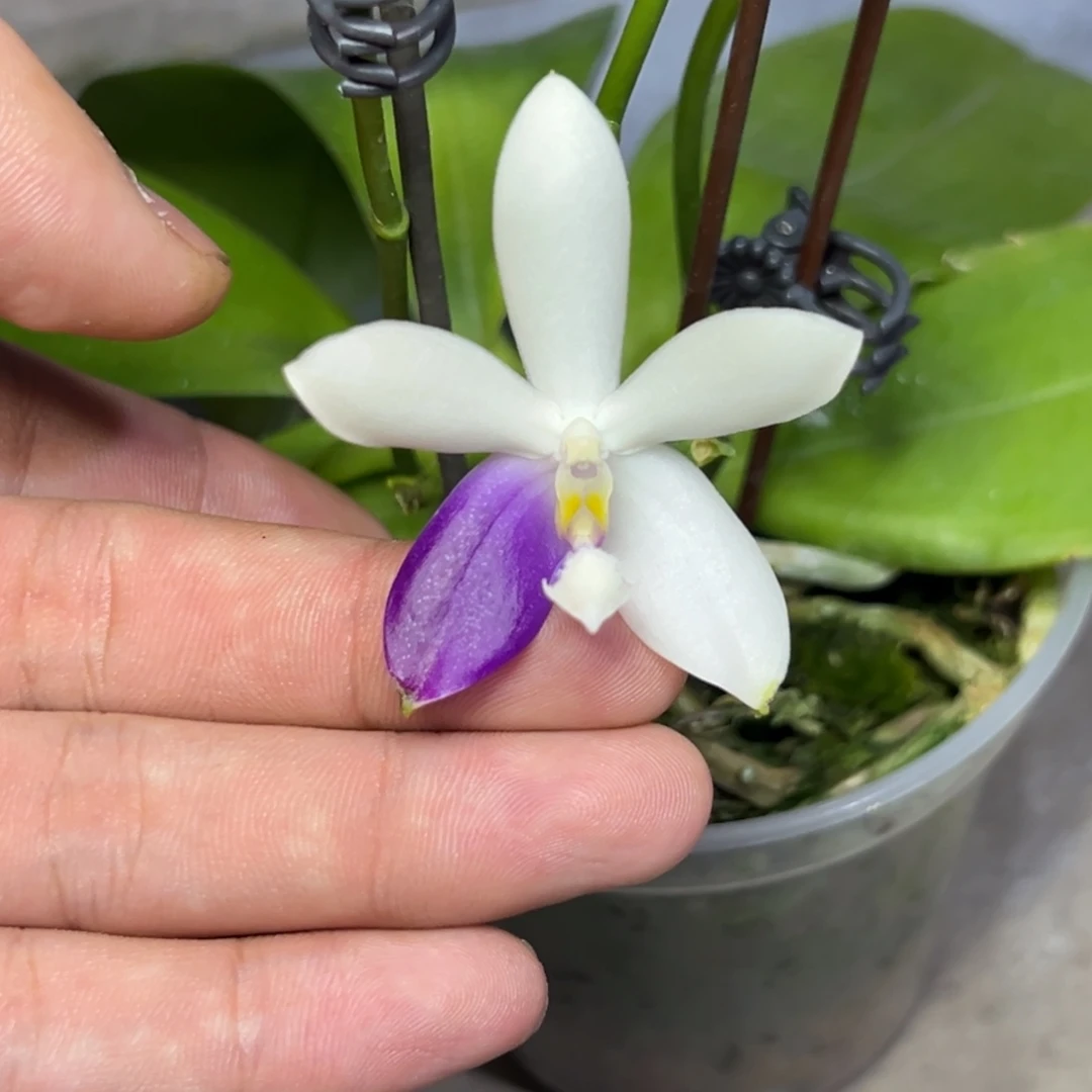 完全开放l308三寸北冰洋