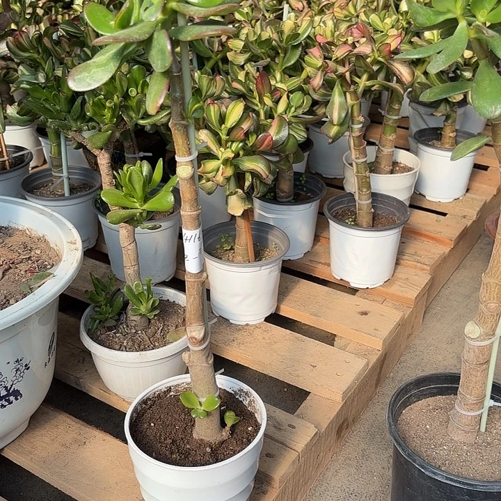 巴***一当前无花栽培后可以开花韩国紫叶39