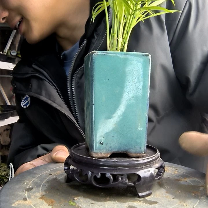 洋**席小盆景小植物一物一拍17