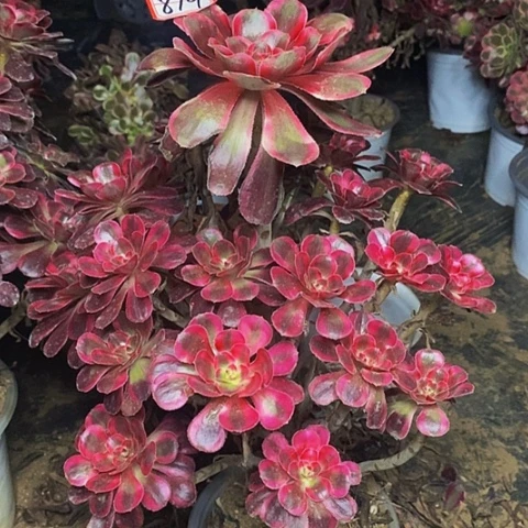 丽娜老桩捧花法师879号