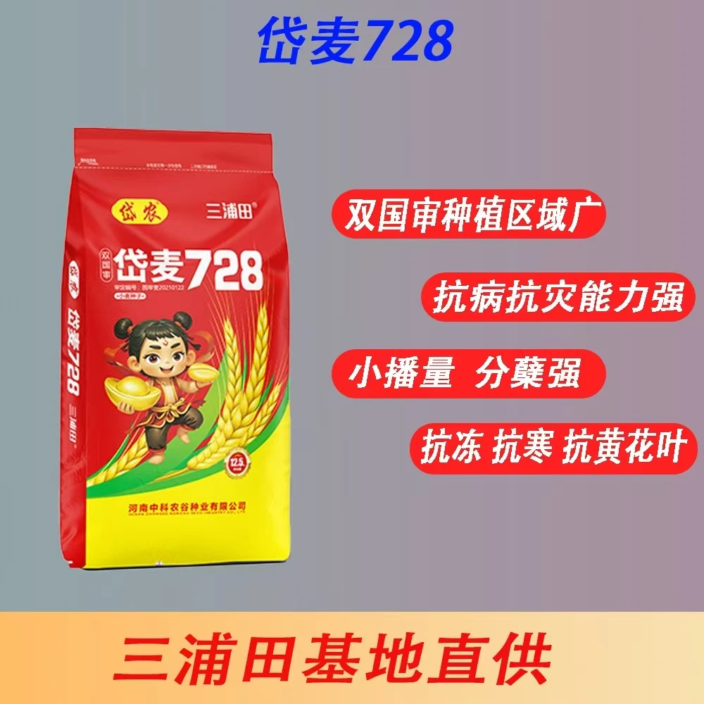 岱麦728（亥丰邵飞）双国审抗倒抗病  高产量小麦种子