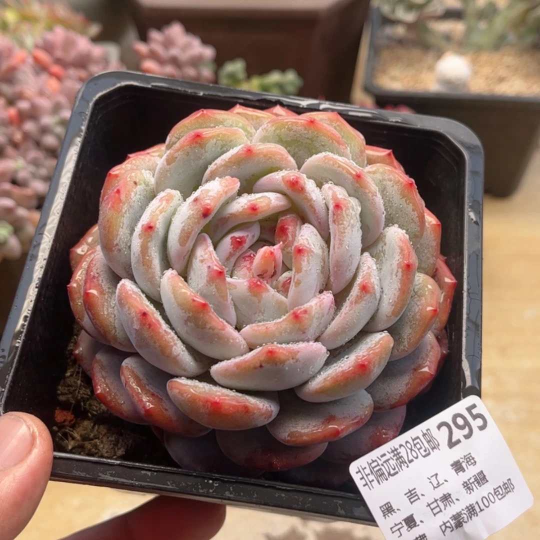 【闪购商品】295橙子