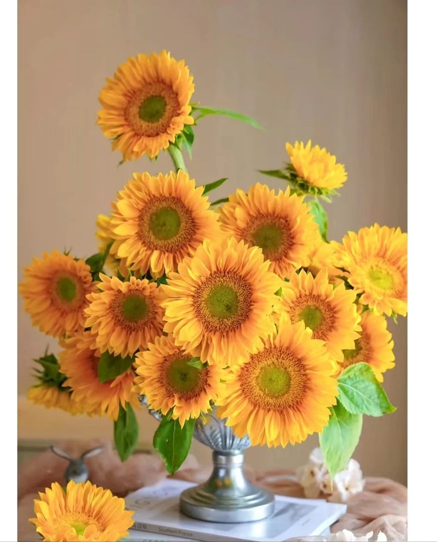 【噗噗花舍】绿芯向日葵  3支